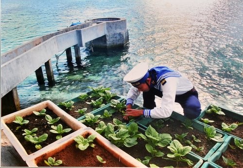 Rau xanh ở đảo chìm Đá Tây - Trường Sa - Ảnh: Văn Thành Châu